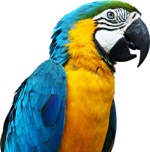 parrot-05